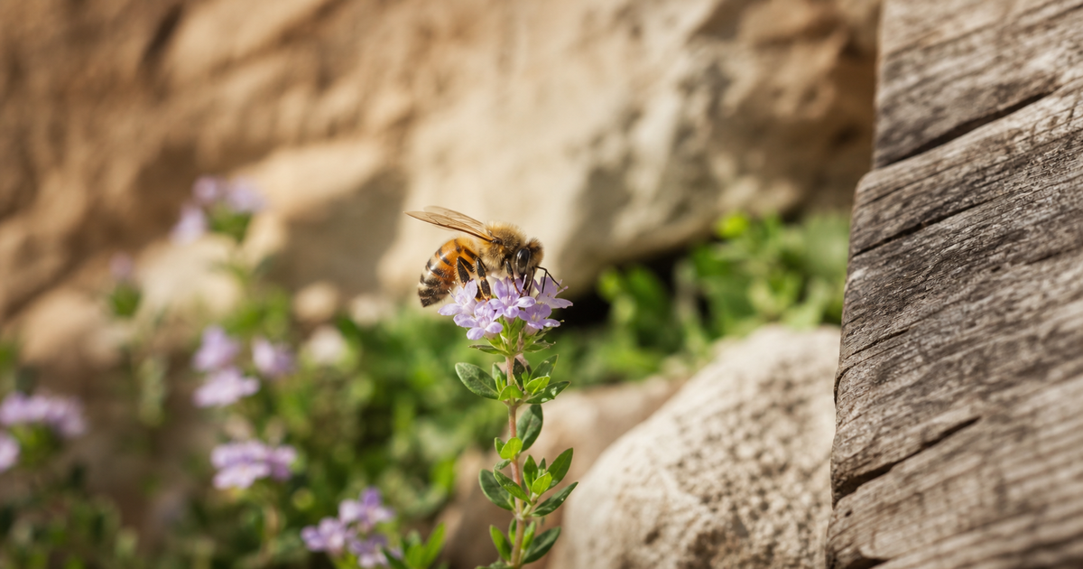 Quelle est la signification spirituelle de l'abeille et pourquoi fascine-t-elle tant ?